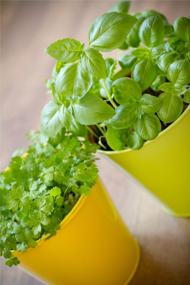 basil-photograph-3327995