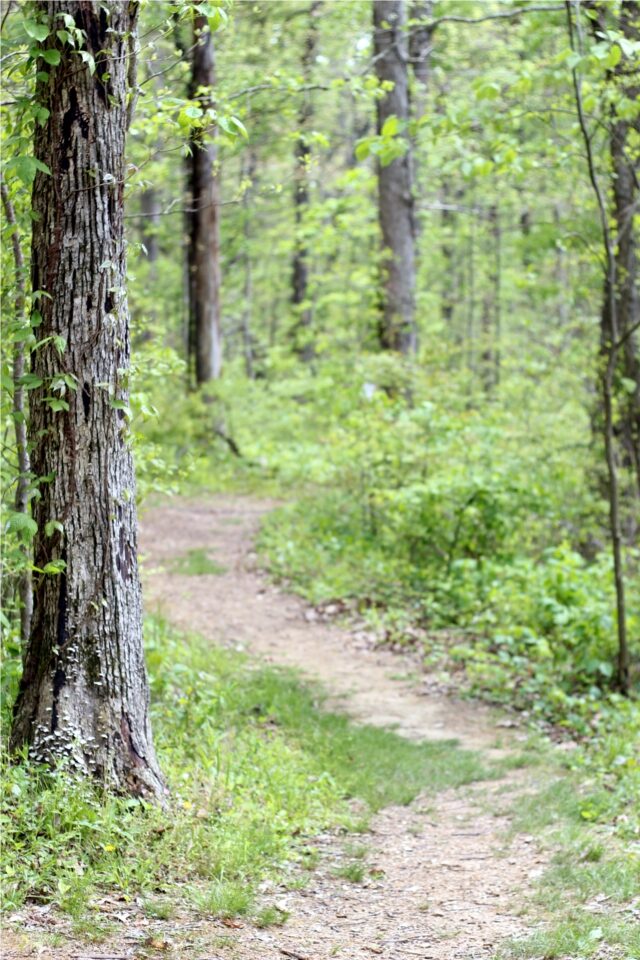 forestpath forestpath-1495489